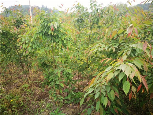 ��(y��ng)��(du��)�_(t��i)�L(f��ng) �Ř���ľ��(y��ng)ԓ�@ô��