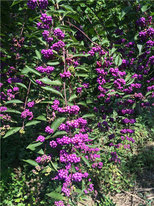 ���16�������o(h��)�ˡ��Ř䡱�������370...