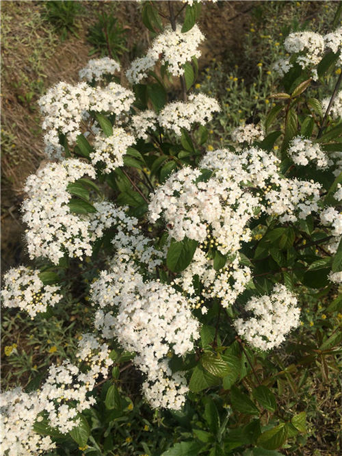 �Ř���ľ���o(h��)����?xi��ng)l��