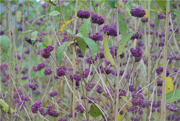 ȫ��(gu��)�G��ί�T��(hu��)�P(gu��n)���M(j��n)һ���ӏ�(qi��ng)�Ř���ľ���o(h��)...