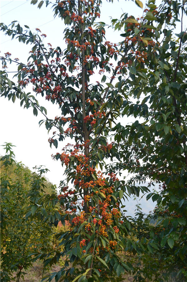 �㽭ʡ�e�k�Ř���ľ�YԴ�ղ�ͱ��o(h��)��Ӗ(x��n)��