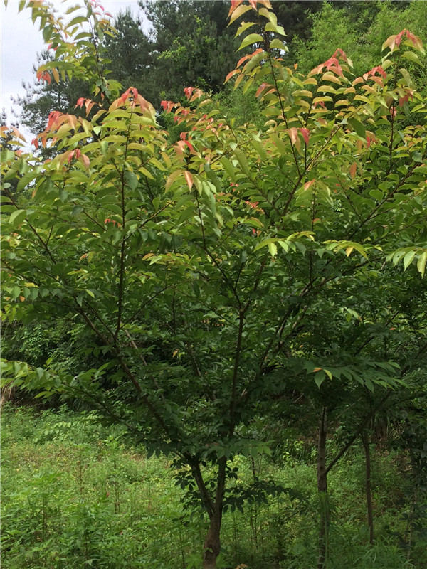 �P(gu��n)��ӡ�l(f��)�����йŘ���ľ���o(h��)�����k������ͨ...