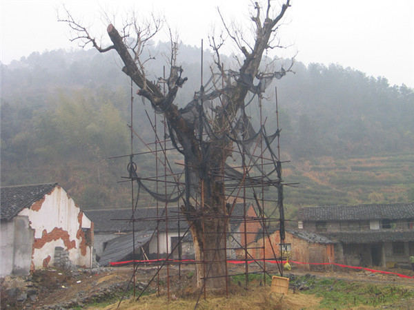 ���y�ӱ��o����ֲ�͉�