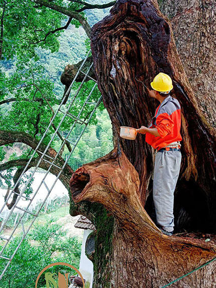 �Ř���ľ�ճ��B(y��ng)�o